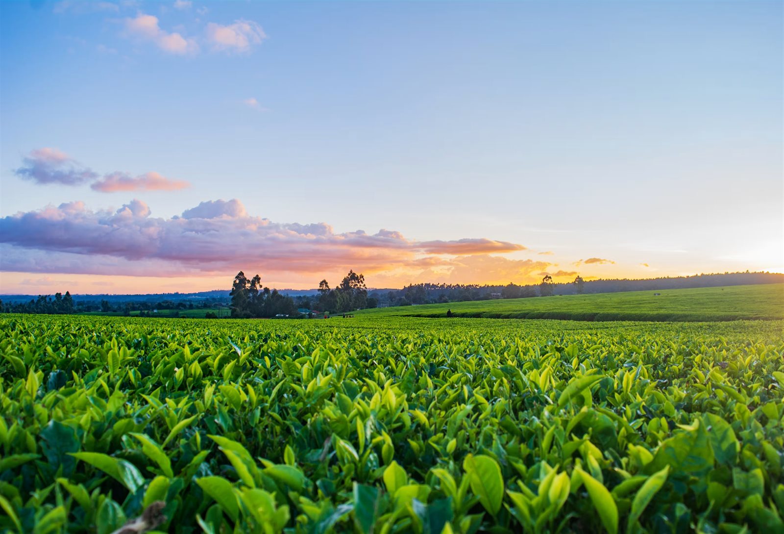 Tea plantation fields at sunset